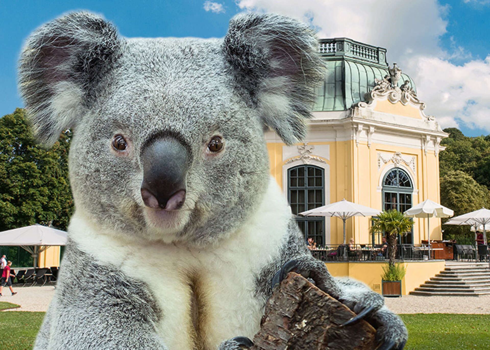 Collage with zoo and koala in the foreground
