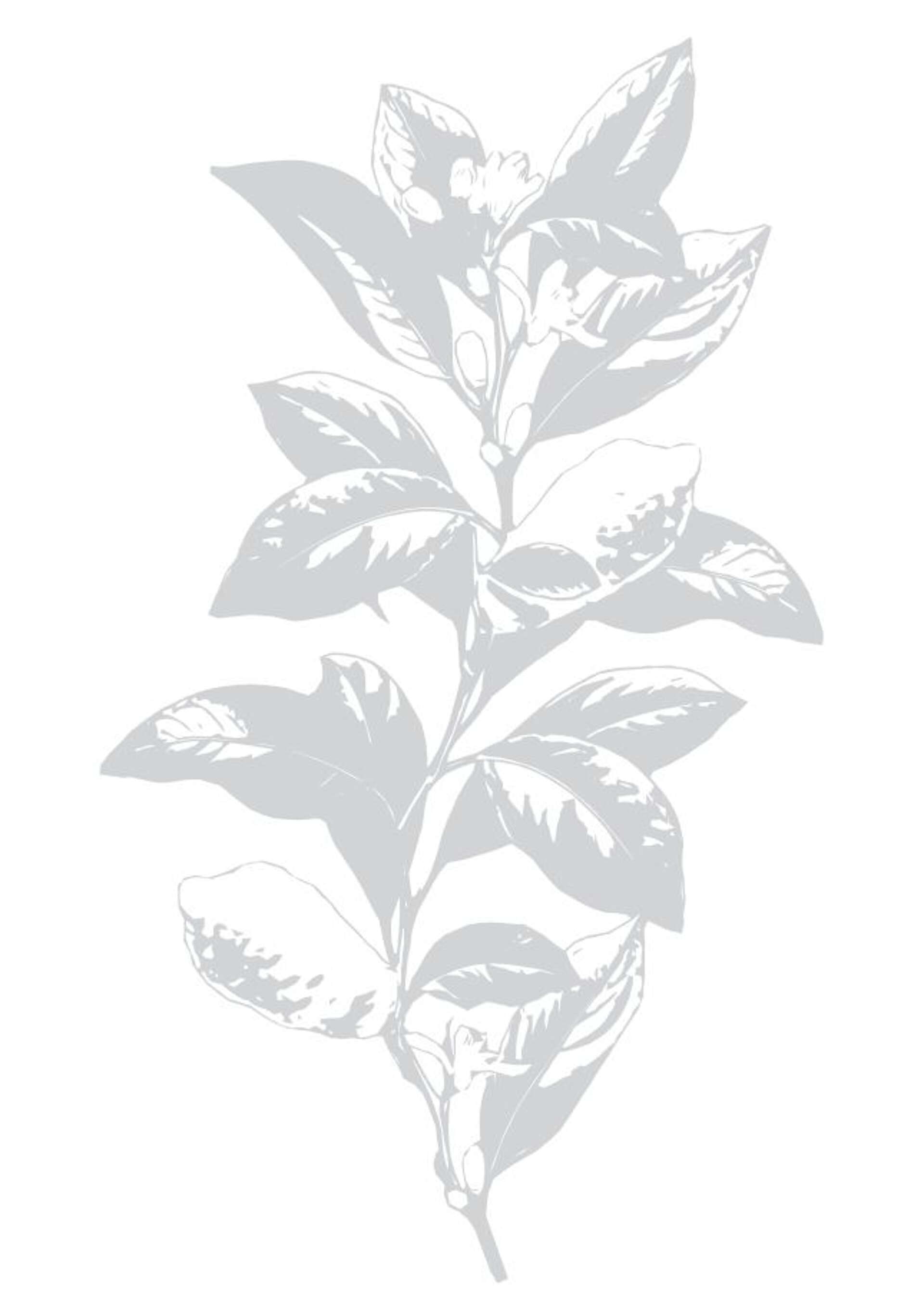 Citrus branch 